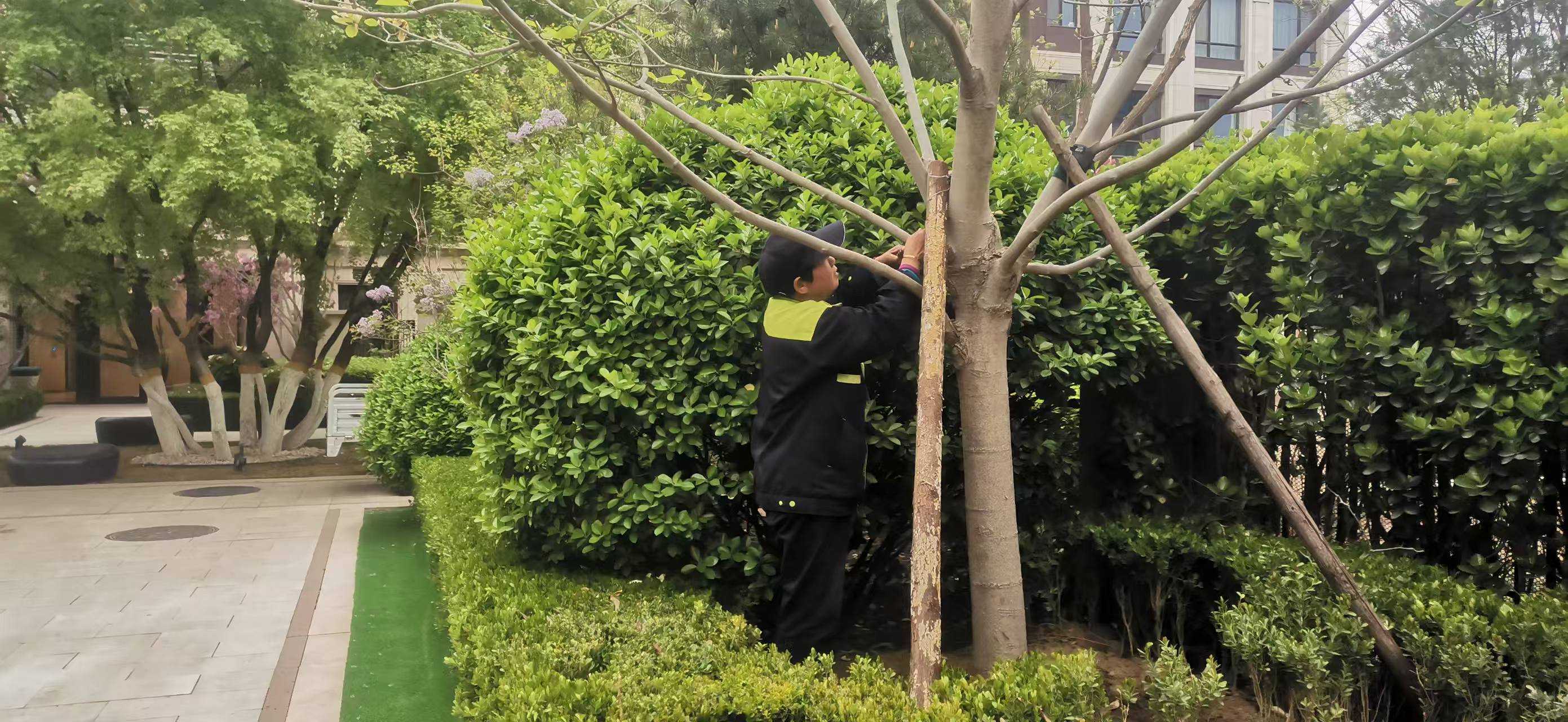北京將出現(xiàn)10級以上大風(fēng)，園林綠化養(yǎng)護(hù)如何提前防范風(fēng)險(xiǎn)